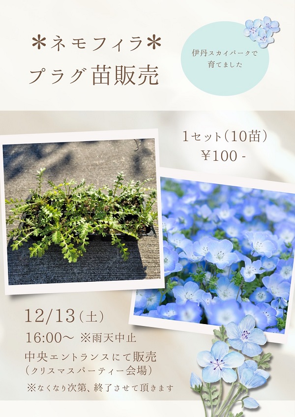 青白天門　値下げバラ売りコメント下さい 12/13(土)コキア飾りつけ体験＆ネモフィラ苗販売🌳 - 飛行機の離着陸を